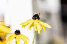 Ferienwohnung in Dornbirn - Dornbirn - Casa Verde Top 6